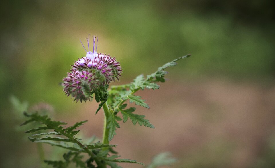 Thistle thistle flower flower photo