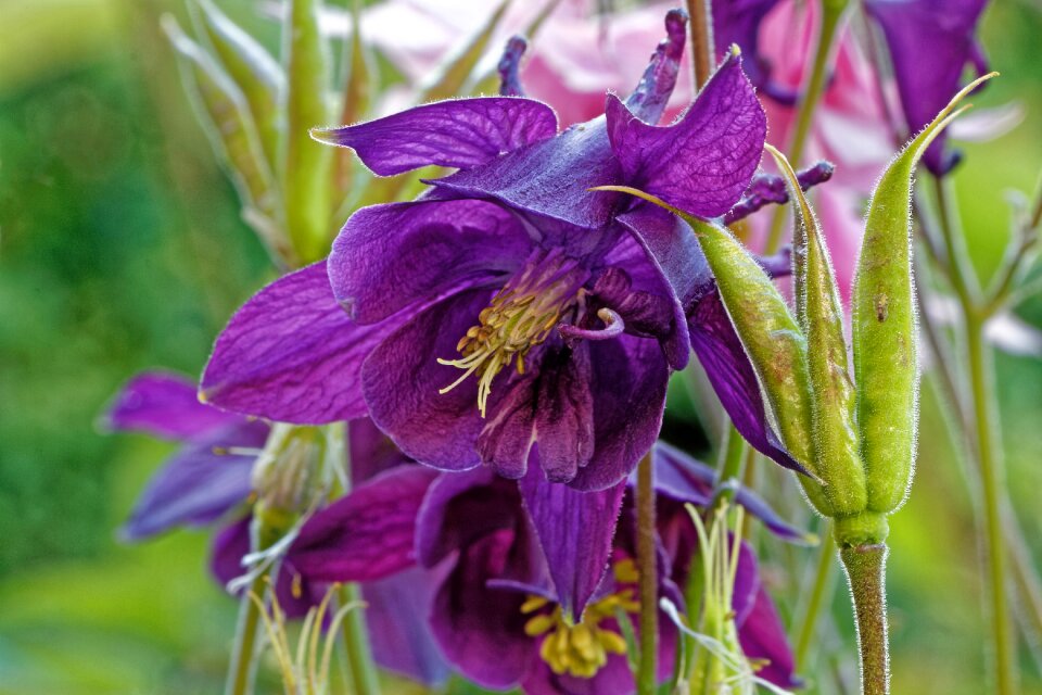 Bloom plant aquilegia atrata