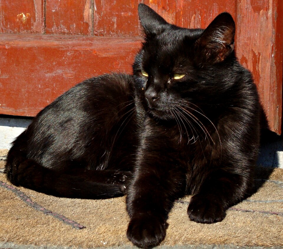 Black laziness curiosity