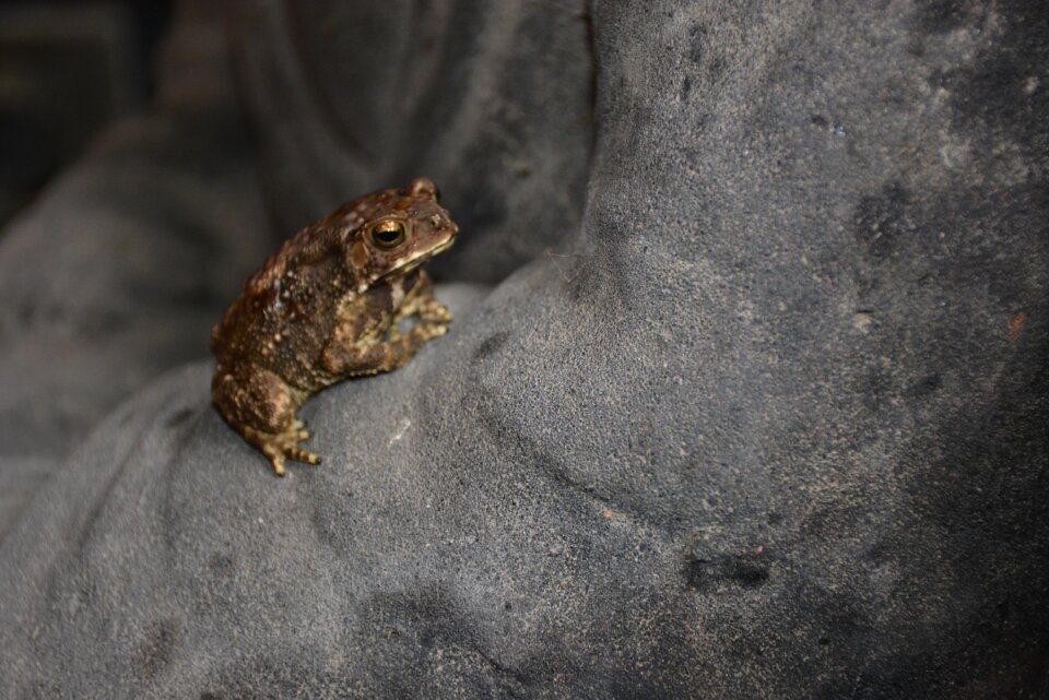 Frog nature Free photos