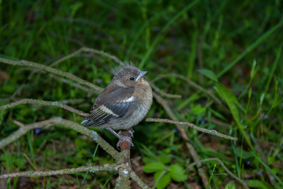 Chick chaffinch nature photo