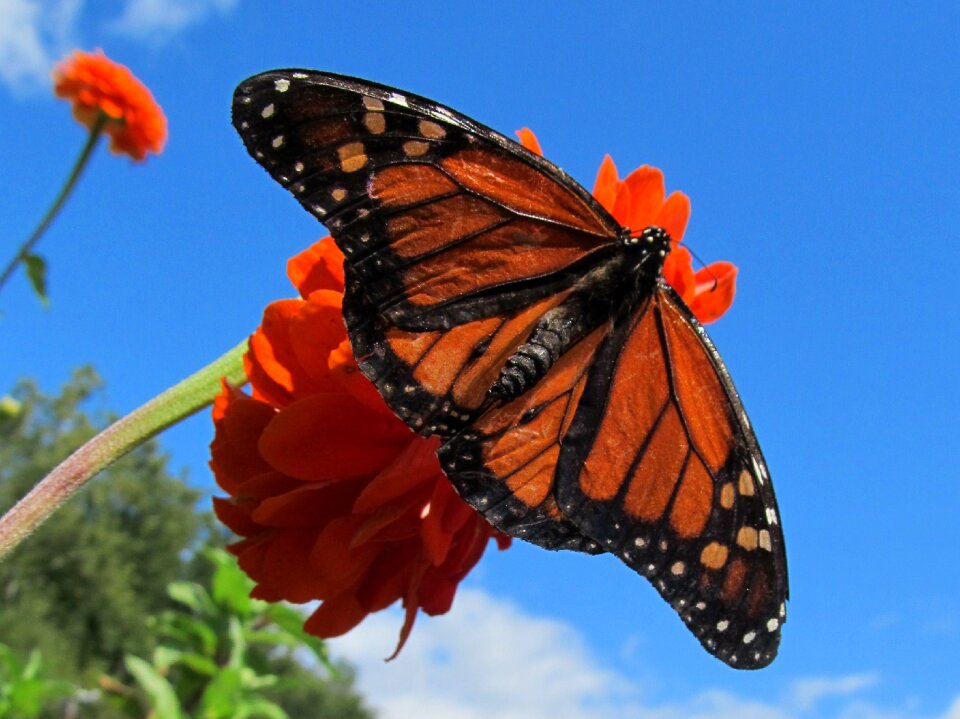Garden monarch blue butterfly