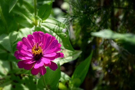 Garden summer lila photo