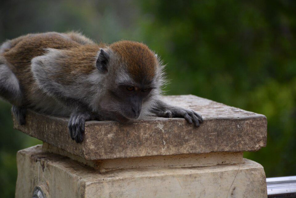 Mammal nature humps