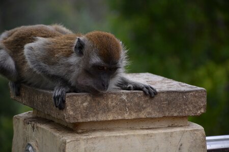 Mammal nature humps