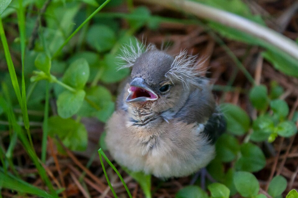 Chick chaffinch nature