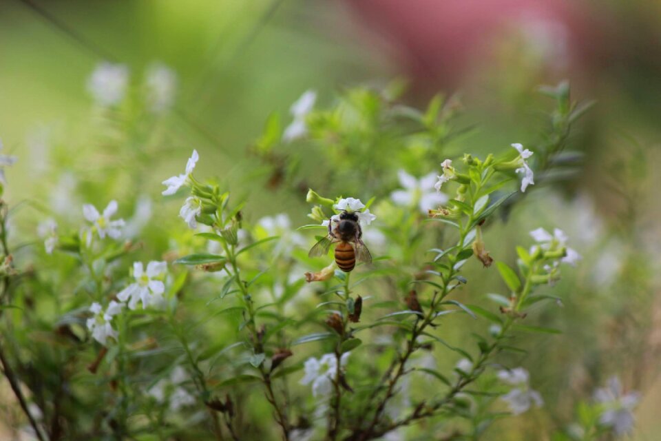 Nature bee garden