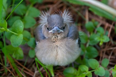 Chick chaffinch nature