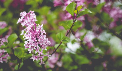 Lilac branch garden spring