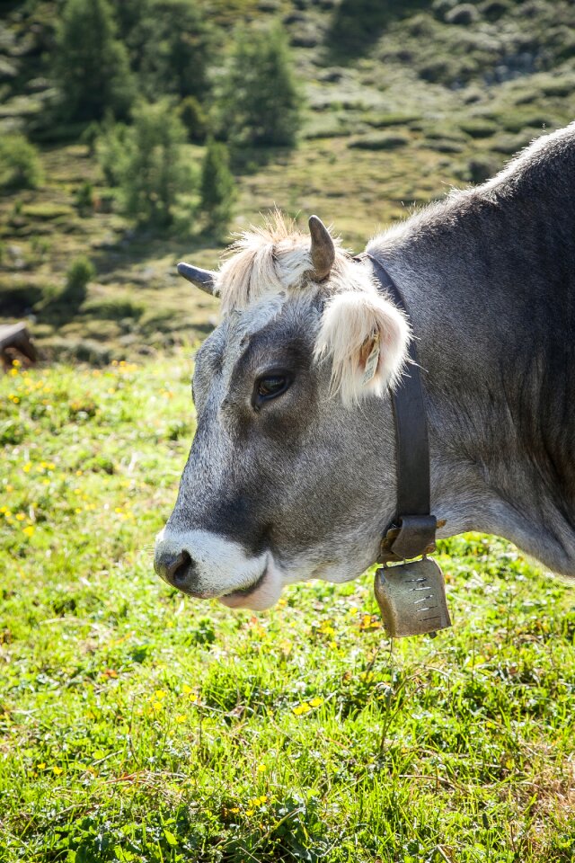 Tyrol meadow beef