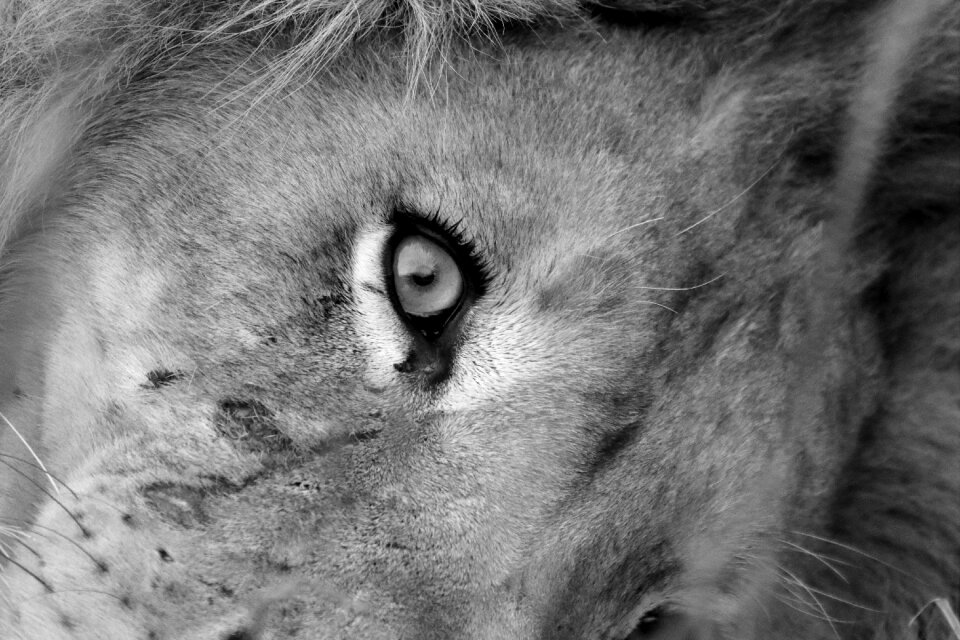 Wildlife africa predator