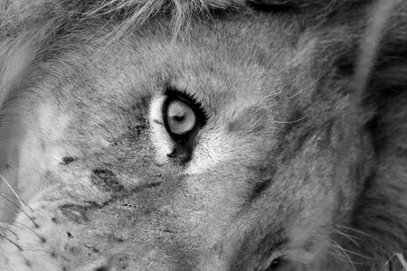 Wildlife africa predator