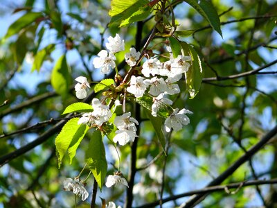Spring nature cherry tree