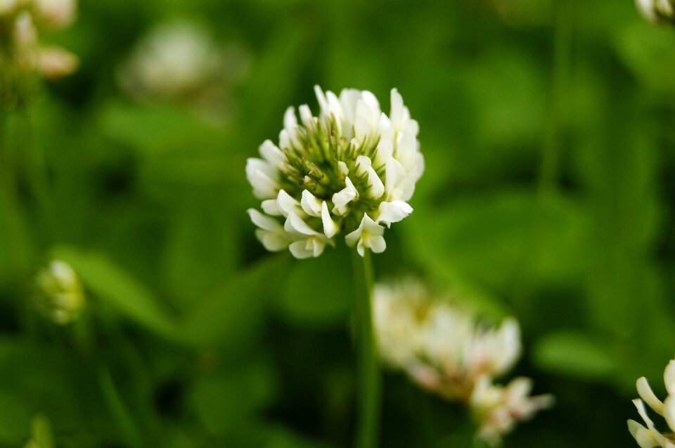 Summer green meadow