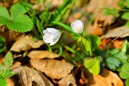 Autumn season bloom