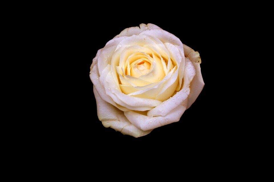 Petals dark flower