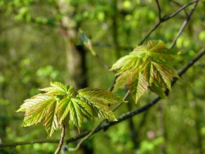 Frühlingsanfang maple spring awakening