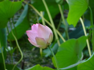 Plant bloom flora