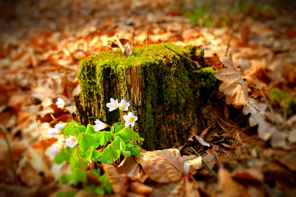 Autumn season bloom
