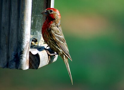 Avian wildlife feeder photo