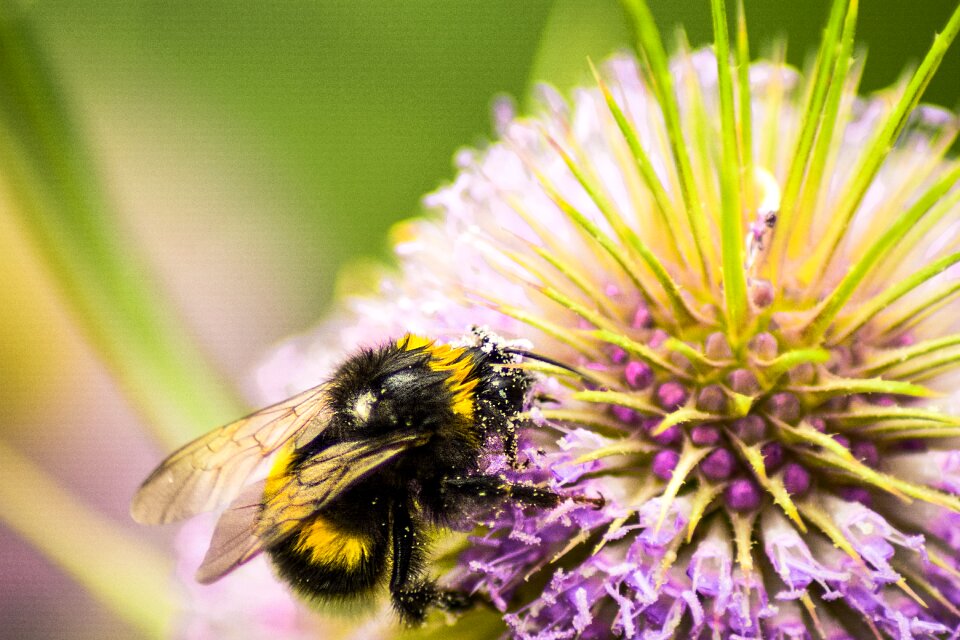 Collect nectar animal
