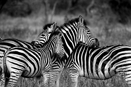 Animal standing striped