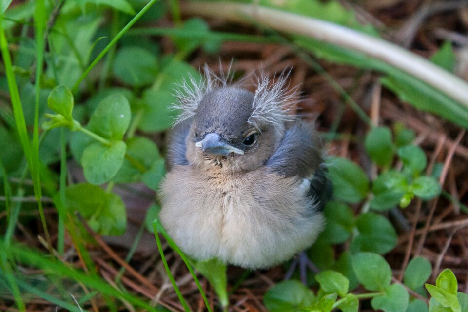 Chick chaffinch nature