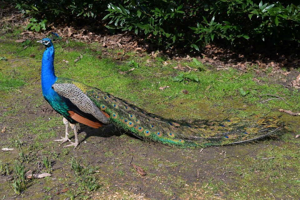 Peafowl walking fantail photo