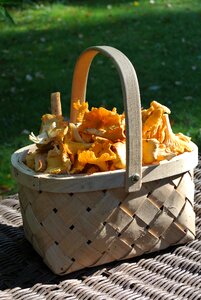 Mushroom fall basket photo