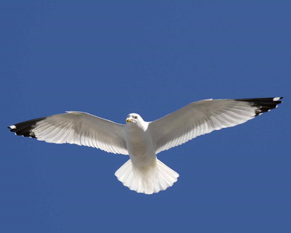 Bird wildlife nature