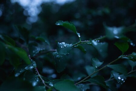Droplets drops flora