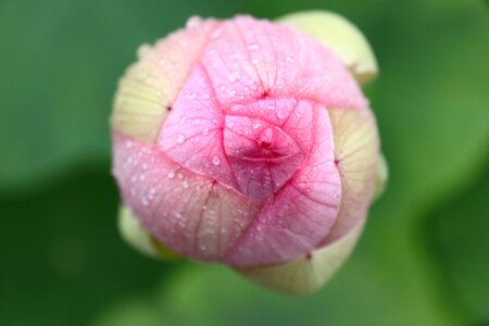 Garden rose rosemary