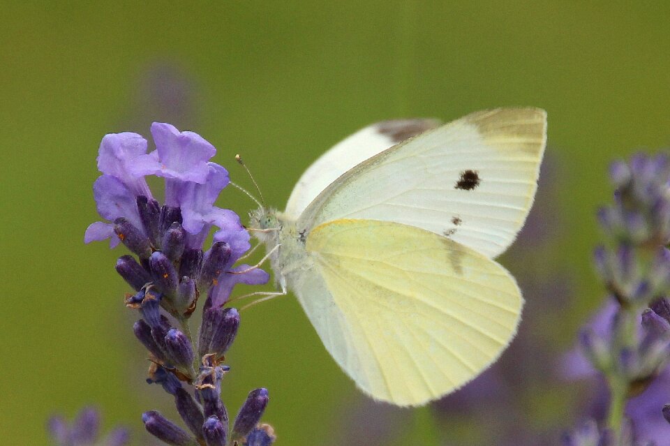 Nature summer lavender