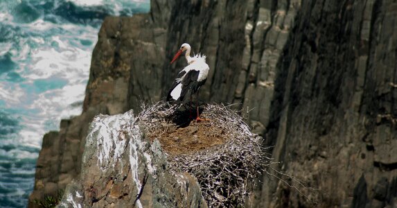 Nest cliff bird