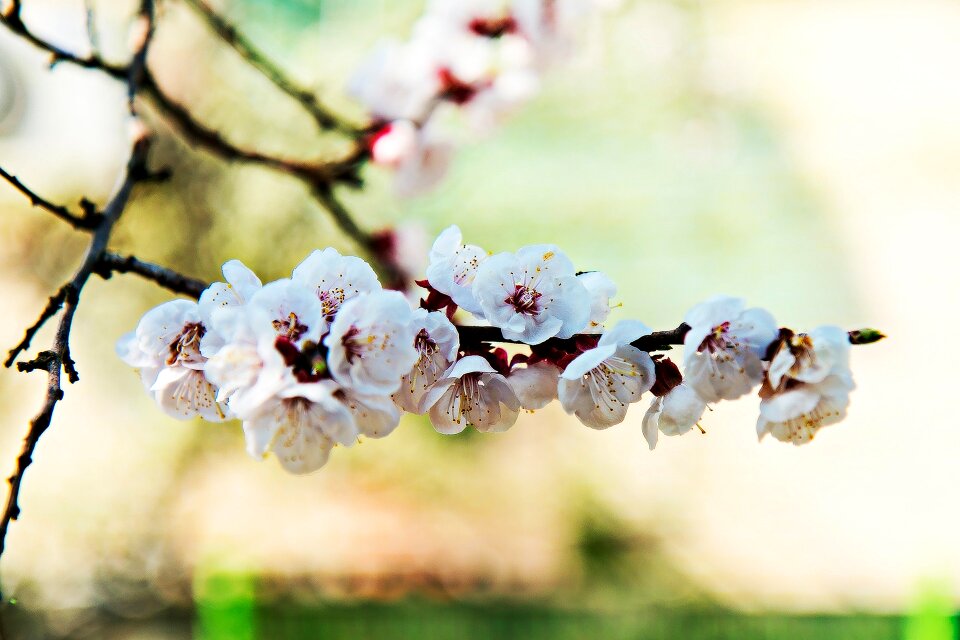 Spring flowers wood apricot