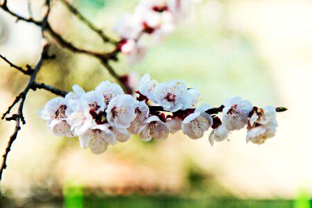 Spring flowers wood apricot photo