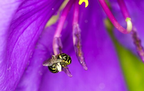 Bees flower natural photo