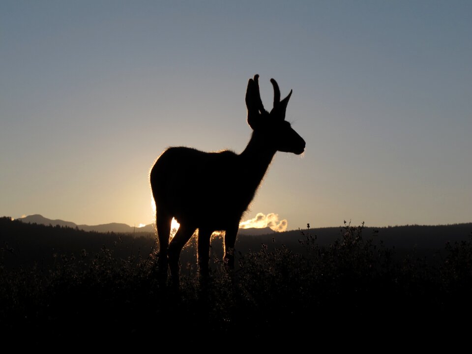 Sunset animal silhouette