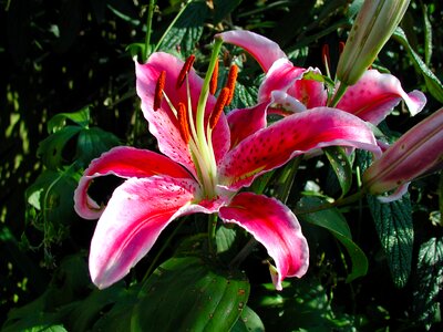 Bloom nature garden