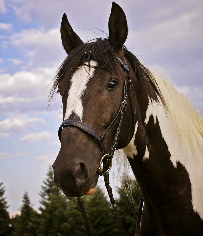 The head of a horse patch profile