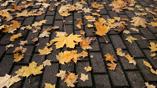 Fallen leaves city tile photo