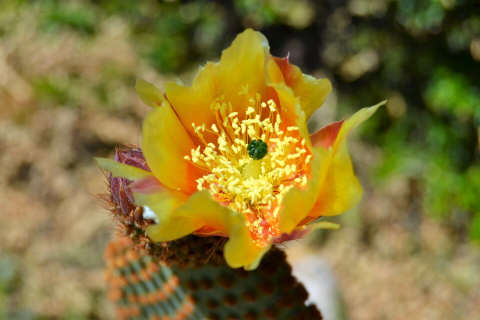 Garden flowering yellow flower