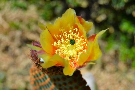 Garden flowering yellow flower