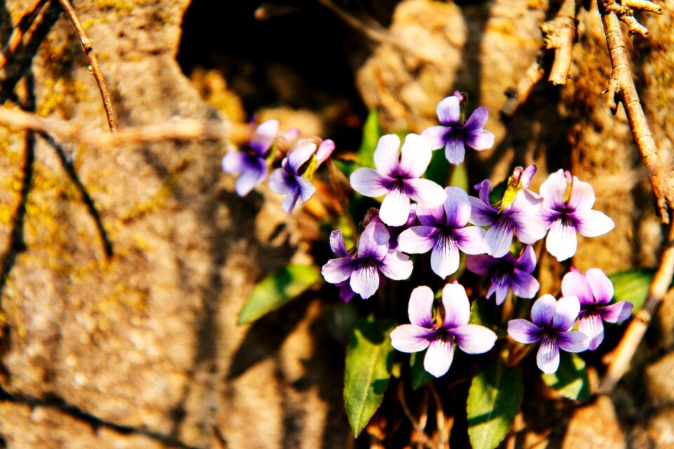 Flower background nature