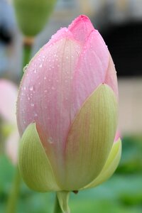 Nature garden rose