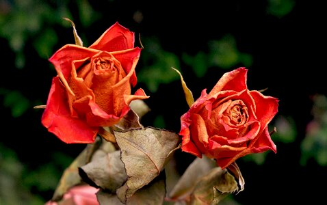 Red roses blossom bloom