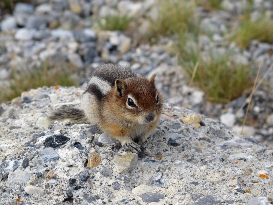 Wild wildlife mammal