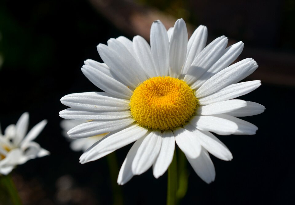 Bloom plant white