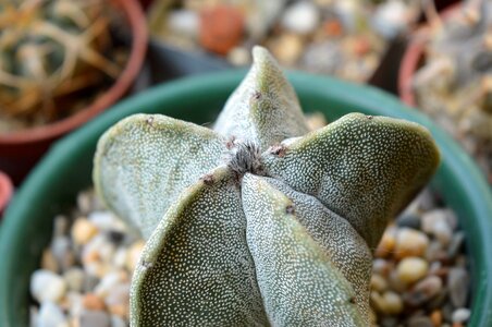 Succulent indoor plant flower