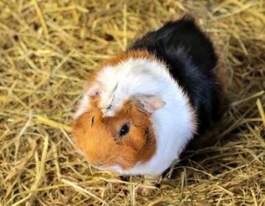 Pet guinea pig photo